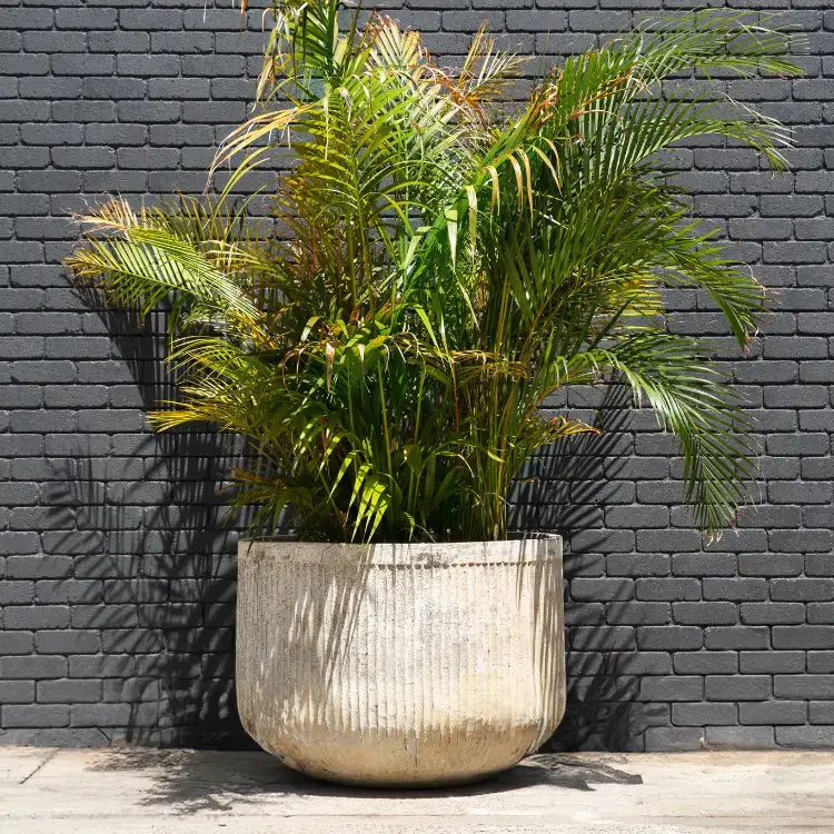 Chardonnay round ribbed concrete planter pot with lush green leaves