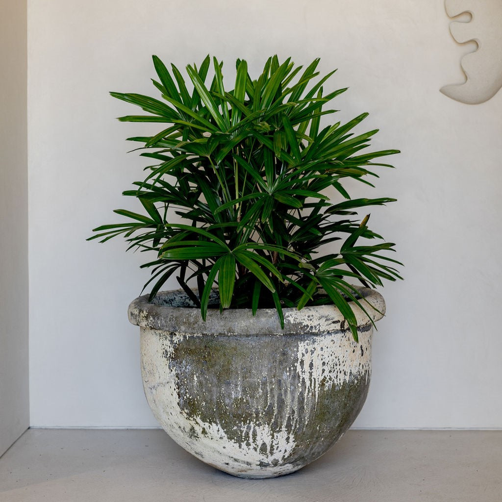 Gray speckled stone planter with dense upright green leaves