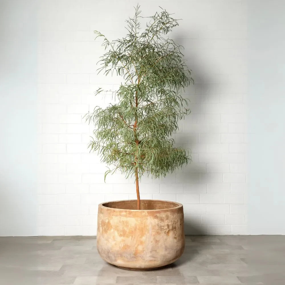 Round planter pot with slender trunk and airy green hanging foliage