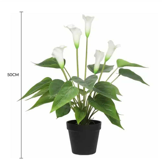 Artificial peace lily plant, white calla blooms, green leaves in black pot, 50cm