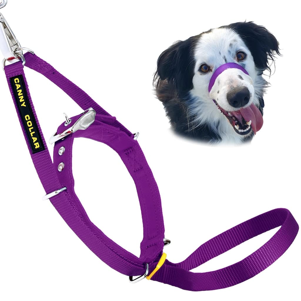 Dog collar with leash strap, purple nylon webbing, metal buckle and D-ring