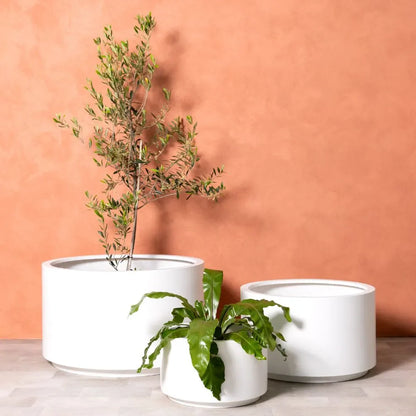 Round white plant pots with two planters and small leafy tree