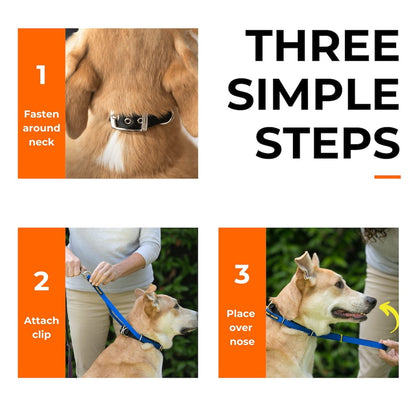 Nose-loop training dog collar being fitted on neck with blue guide clip
