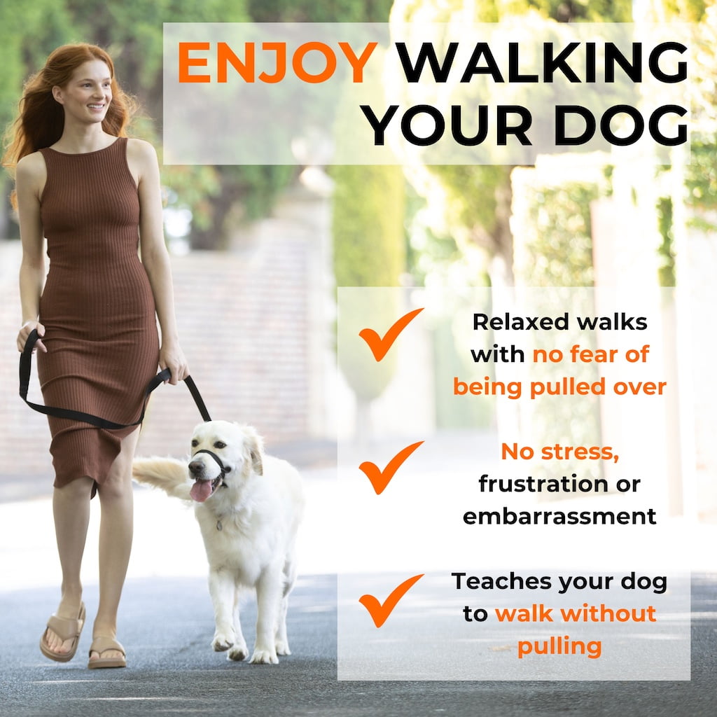 Dog training nose loop collar on a dog, with adjustable front strap