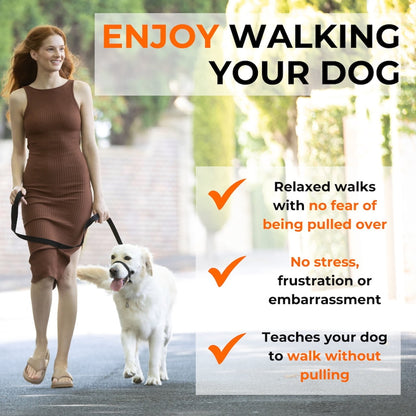 Dog training nose loop collar on a dog, with adjustable front strap