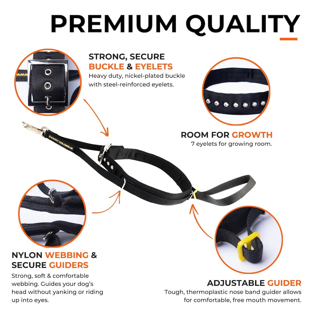 Black nylon training collar with steel buckle, secure eyelets, adjustable strap