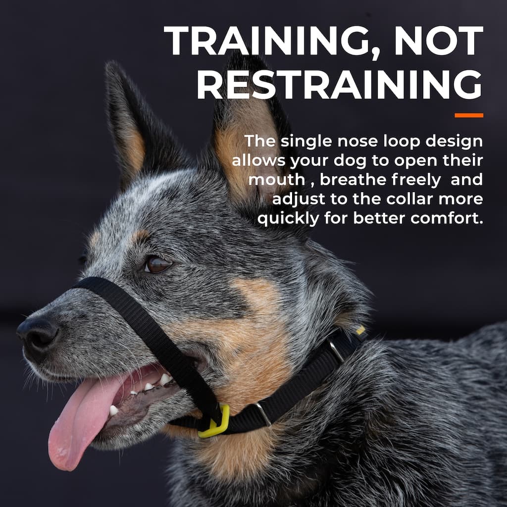 Dog wearing black nose-loop training collar with adjustable strap and comfort loop