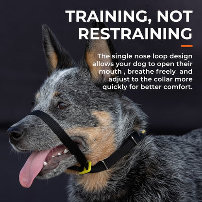 Black webbing dog training nose loop collar with adjustable straps on a dog