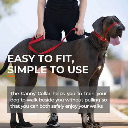 Red dog training nose loop collar with adjustable straps on a dog walking