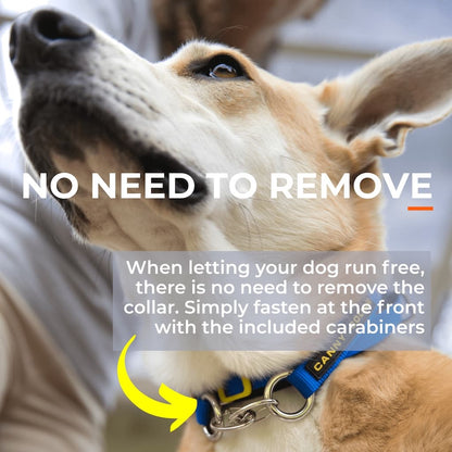 Dog wearing adjustable nose-loop training collar with included carabiners attached