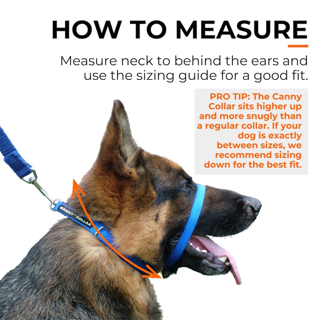 Blue dog training nose loop collar with measuring points on a dog’s neck