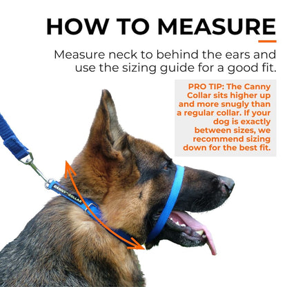 Blue dog training nose loop collar with measuring points on a dog’s neck