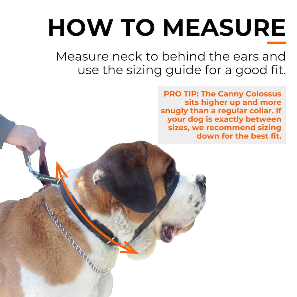 Measuring neck size on a dog wearing black nose-loop training collar with tape