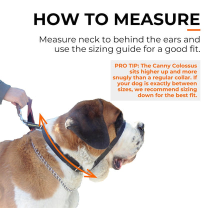 Measuring neck size on a dog wearing black nose-loop training collar with tape