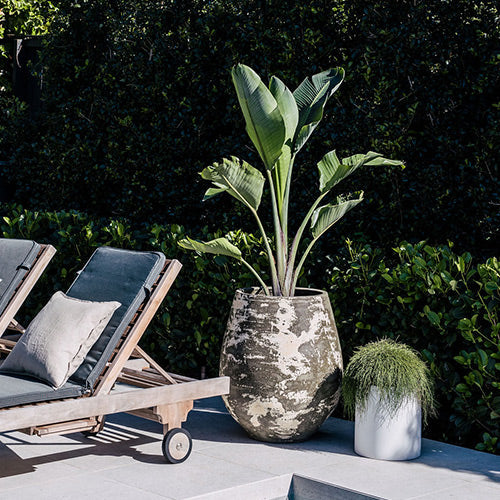 Speckled ceramic planter pot with tall leafy plant on outdoor patio