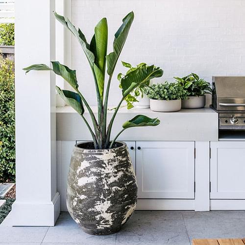 Speckled ceramic planter pot with tall leafy plant, rustic gray-green finish