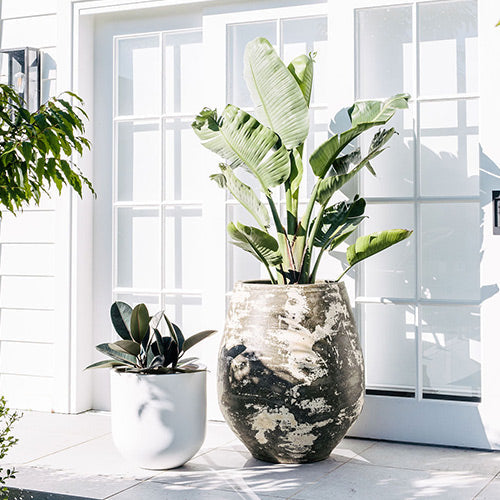 Speckled ceramic planter pot with broad-leaf plant beside a small white planter