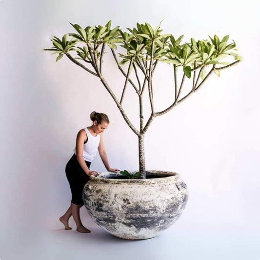 Outdoor planter with slender multi-branch tree in a speckled gray concrete pot