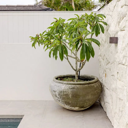 Large round planter with small green tree in a speckled gray concrete pot