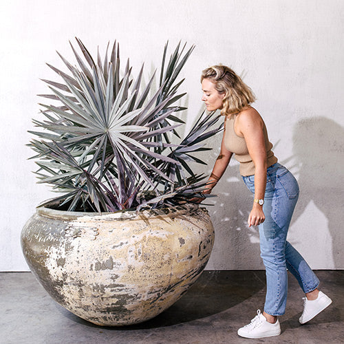 Round speckled planter holding a spiky purple-gray palm-style tree