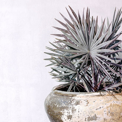 Spiky palm-style tree in a speckled gray round concrete planter