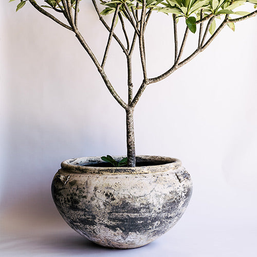 Speckled gray concrete planter with a single upright tree trunk and leafy canopy