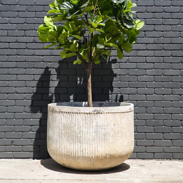 Chardonnay round concrete planter with ridged sides and green plant leaves