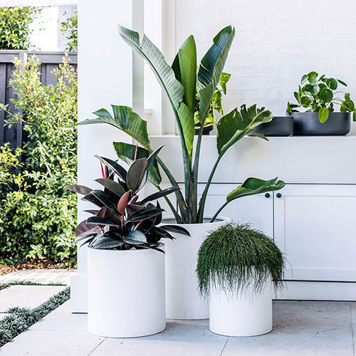 White cylindrical planter pots with tall leafy plants