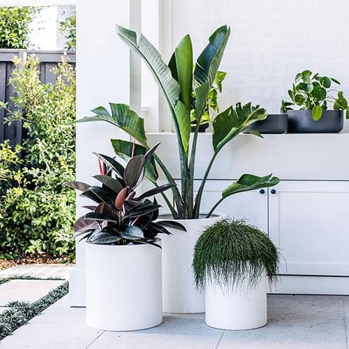 White cylindrical planter pots with tall leafy plants