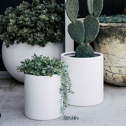 White cylindrical planters holding succulents and cactus-like plants