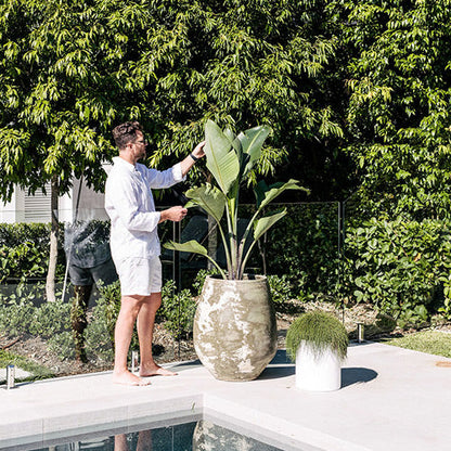 Large concrete-style planter pot with leafy plants and cactus