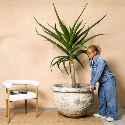 Gray speckled stone planter with green plant trunk and red flower blooms