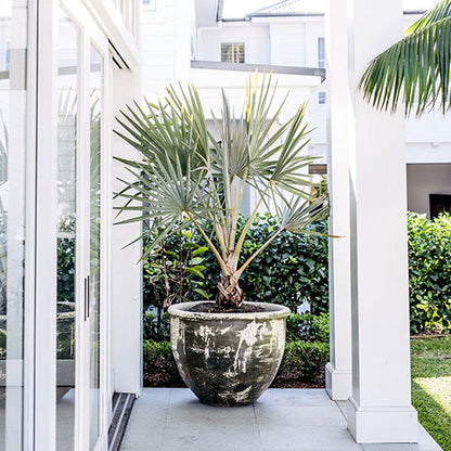 Large gray stone planter with spiky palm leaves on patio flooring