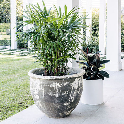 White-speckled gray stone planter with tall green palm leaves and dark plants