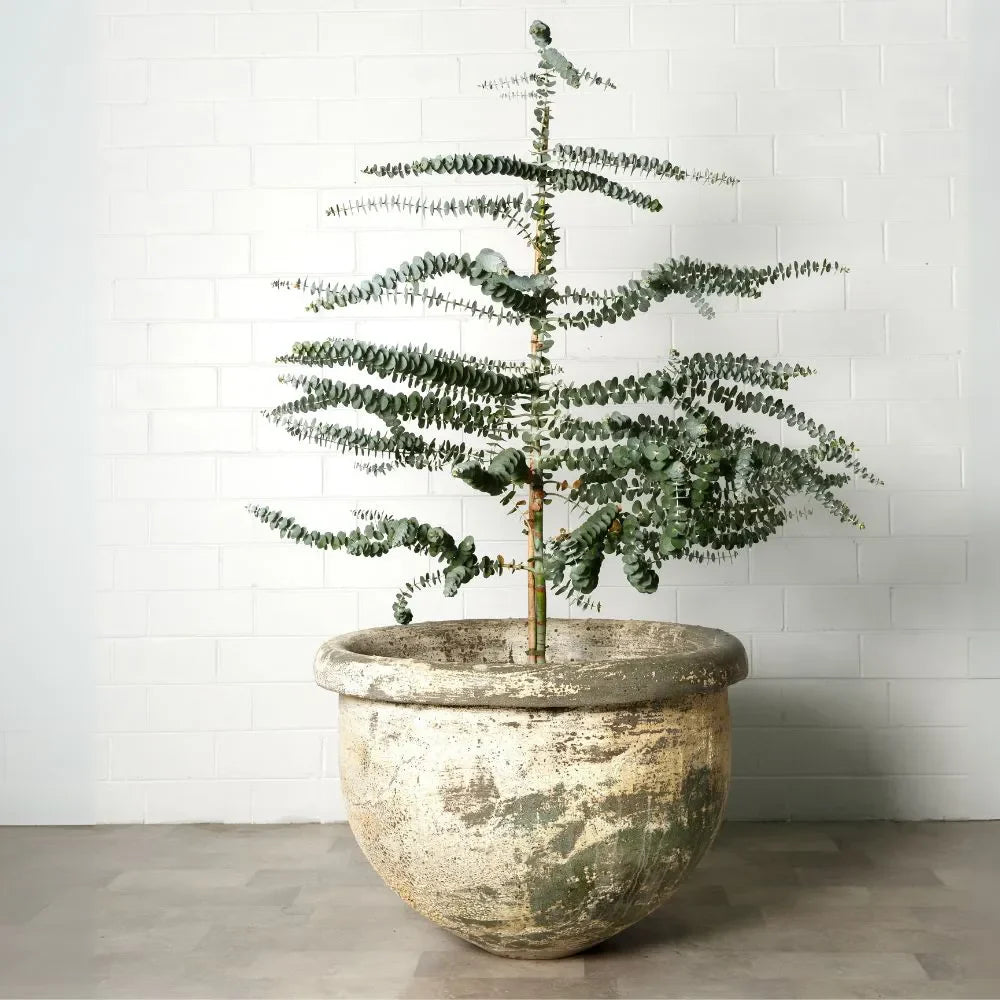Gray stone planter holding a tiered green shrub on a tall stem