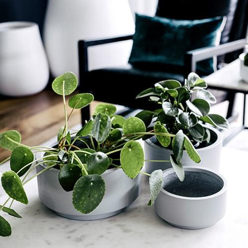 Round plant pot set with green foliage, in white and gray tones