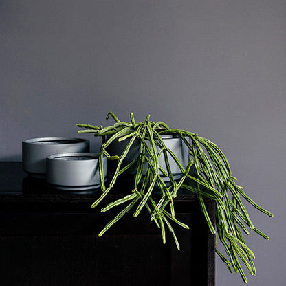 Round plant pot set with dark gray pots and trailing green leaves
