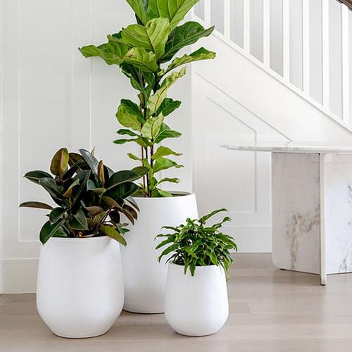 White ceramic planter pots with rounded shapes, holding green leafy plants.