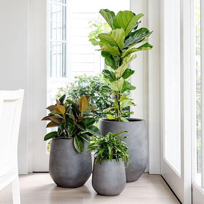 JITT planter pot set with large gray pots holding multiple green plants by windows