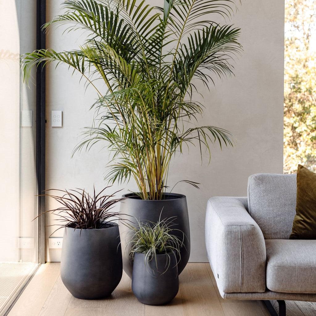 JITT planter set with three dark gray pots and feathery plants beside a sofa