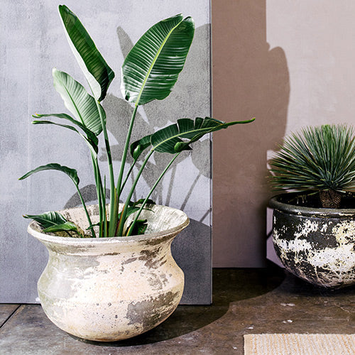 Speckled concrete planter urn with tropical green leaves