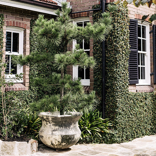 Outdoor concrete planter urn with speckled finish and pine-like plant