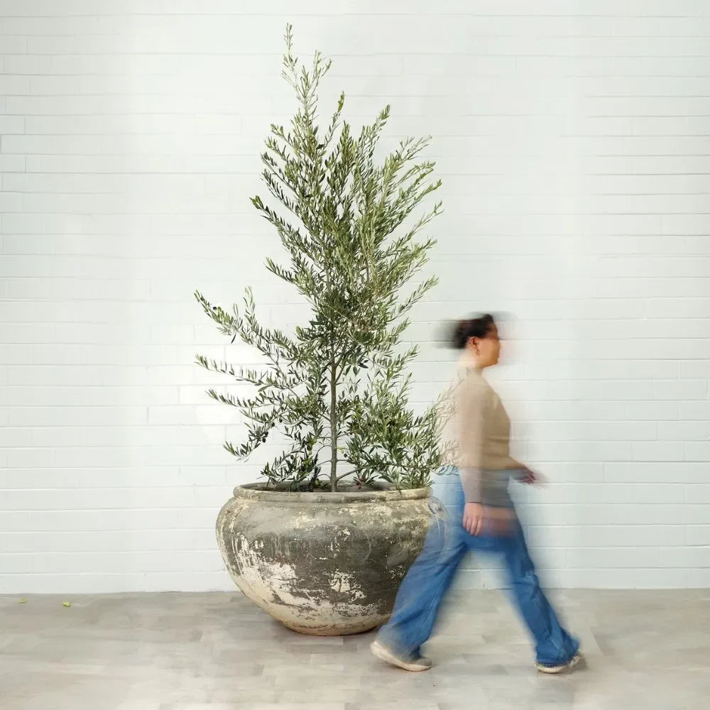 Large round concrete planter with tall thin tree and textured speckled surface