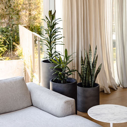 Three dark grey cylindrical plant pots with tall green plants by a window.