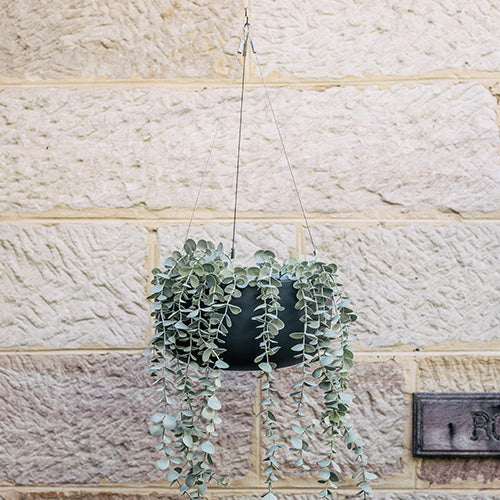 Hanging planter pot with dark gray finish and dense trailing eucalyptus-like leaves