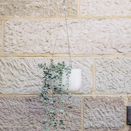 Hanging planter pot with white finish and cascading eucalyptus-like foliage