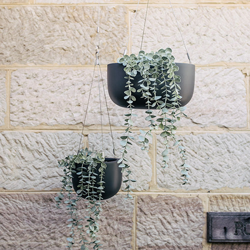 Two hanging planter pots with dark gray finish and cascading green foliage