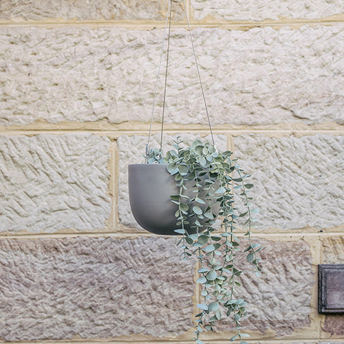 Hanging planter pot with dark gray finish and long trailing green leaves