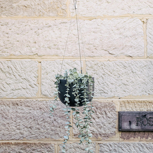 Hanging planter pot with green trailing plants on a metal cord