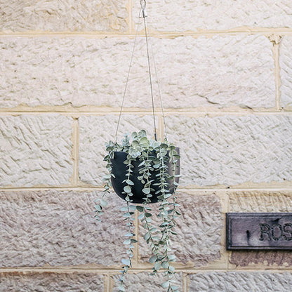 Hanging planter pot with green trailing plants on a metal cord